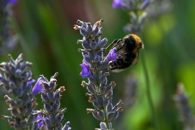 A table_4910575951_l.jpg